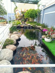 Làm hồ cá koi tại châu pha thị xã phú mỹ