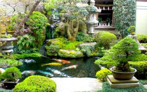 Cách Thiết kế hồ cá Koi mini tại nhà