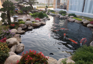 Thi công hồ cá koi tại Hắc Dịch