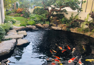 Thiết kế và thi công làm hồ koi tại tóc tiên thị xã phú mỹ